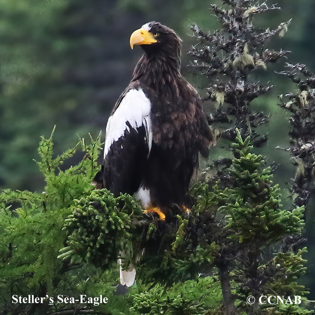 beak, talons