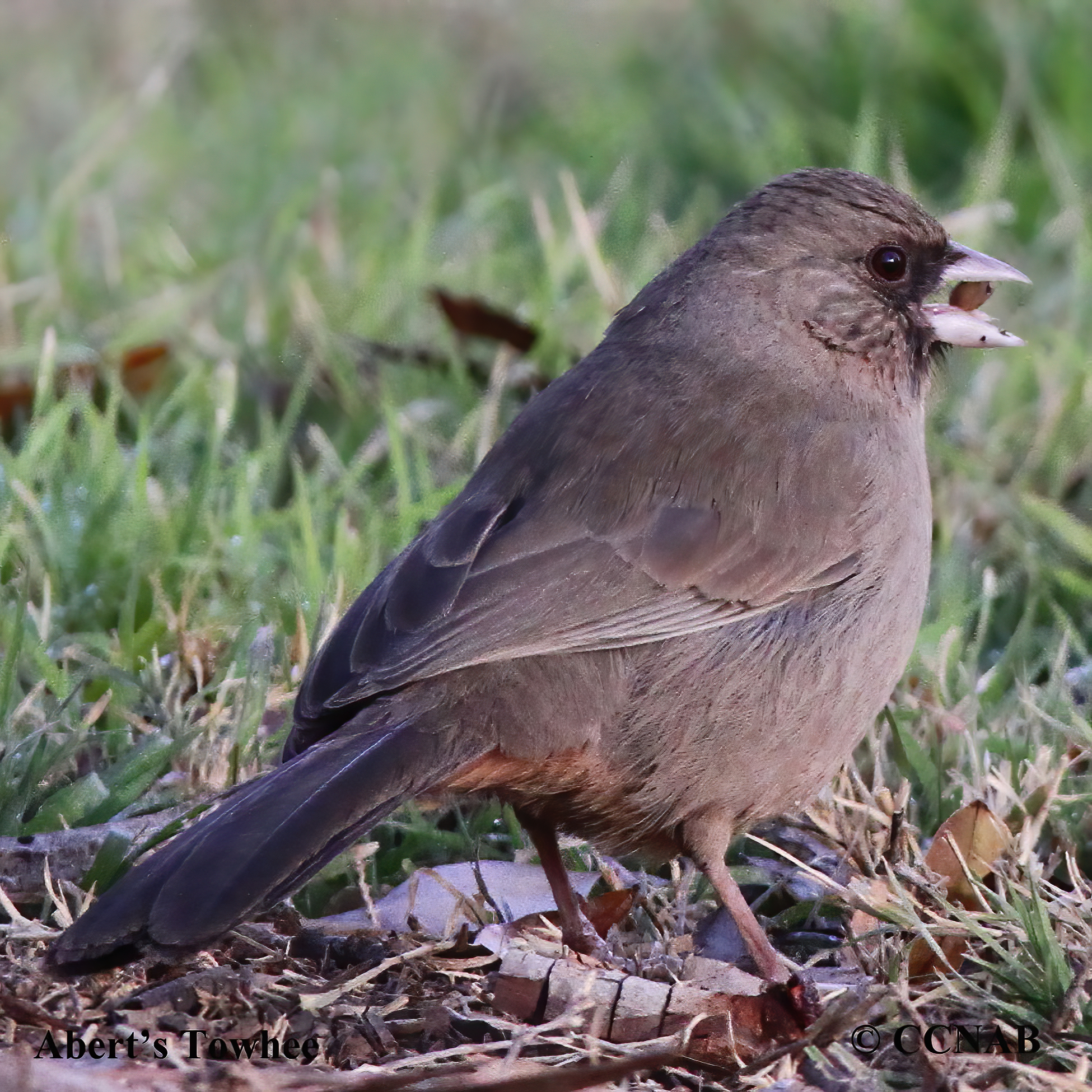 North American birds songs and calls from  A to Z