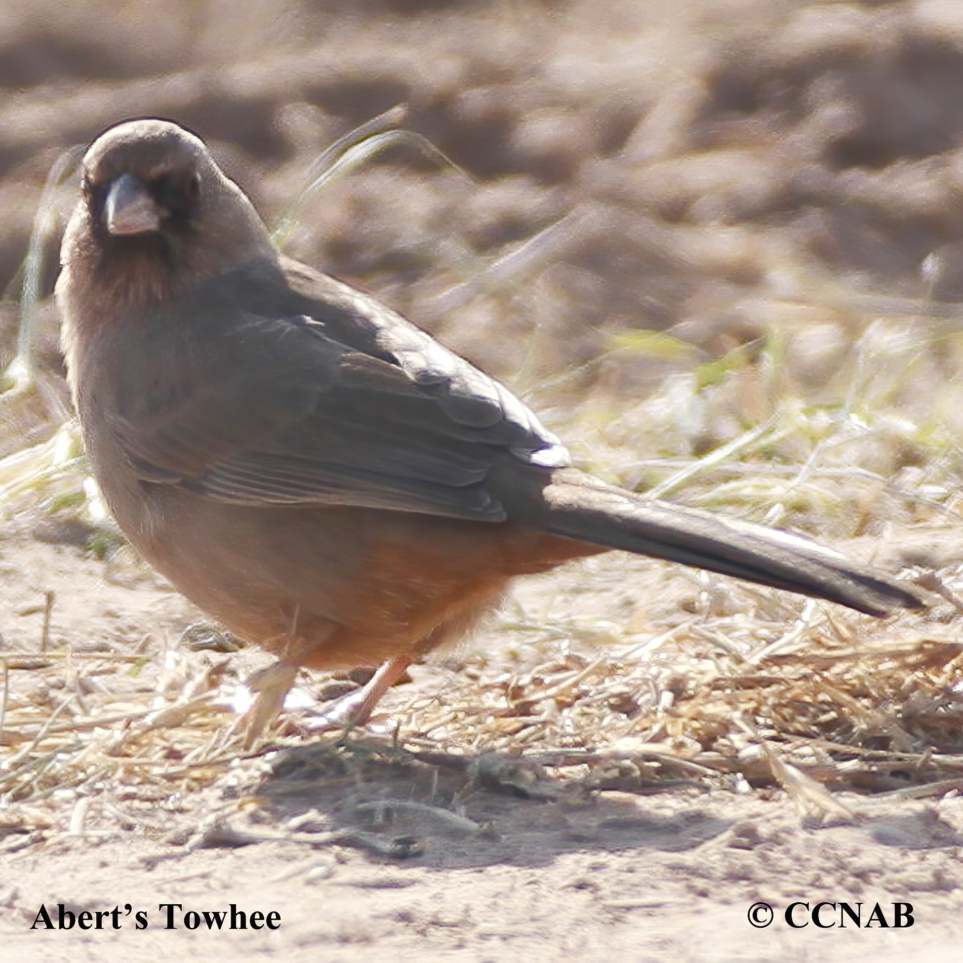 towhees