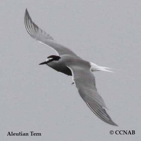 Birds of North America