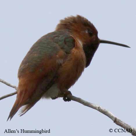 Birds of North America