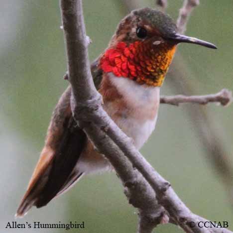 Birds of North America