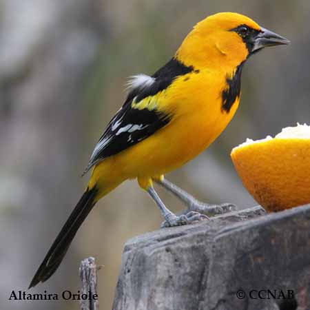 Birds of North America