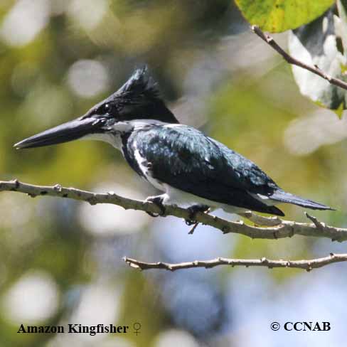 Birds of North America