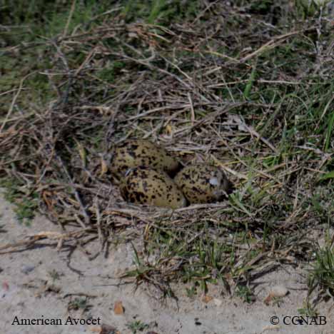 Birds of North America
