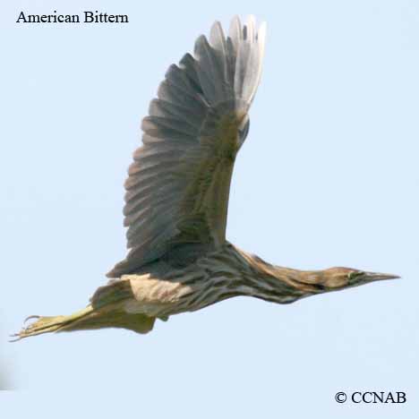 North American Birds