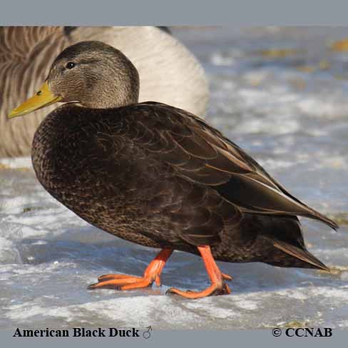 American Black Duck