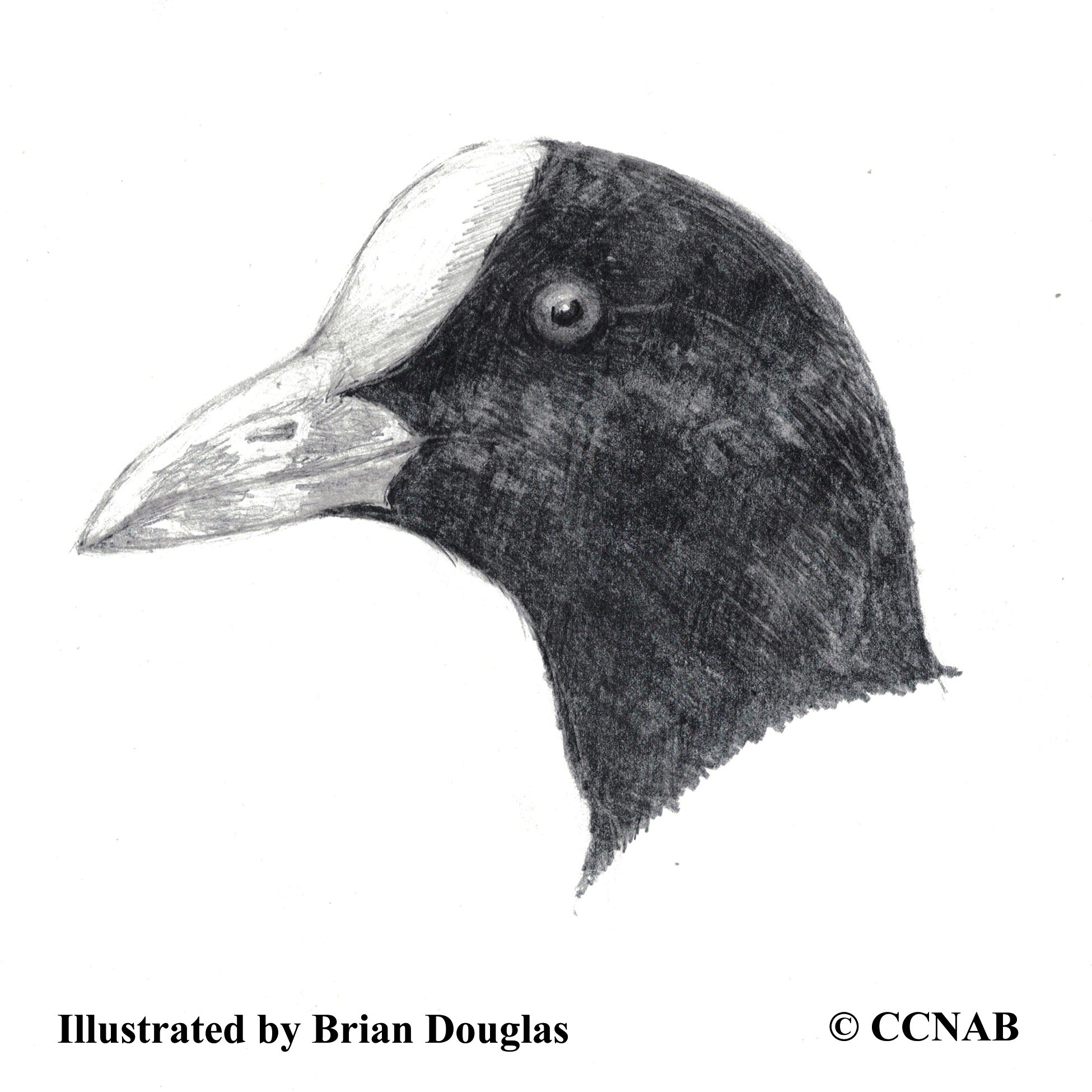 coots