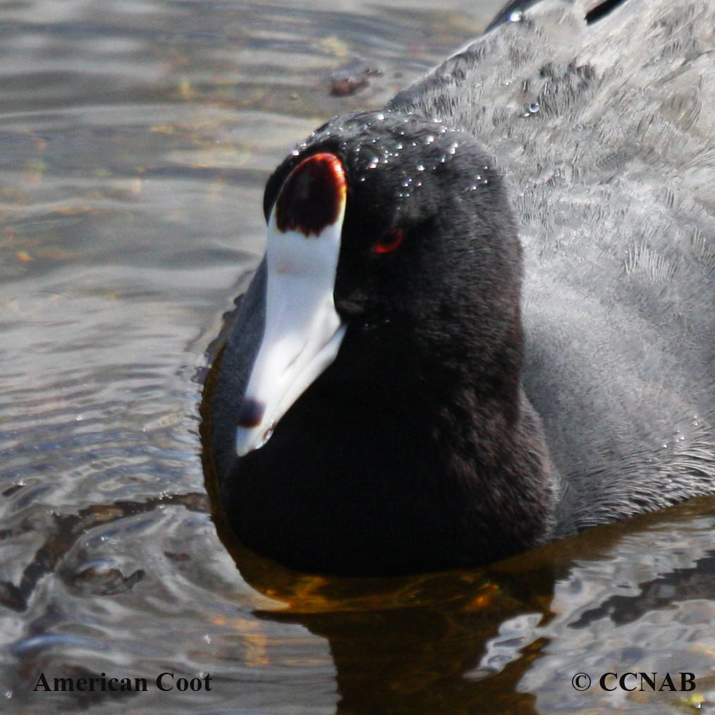 Birds of North America