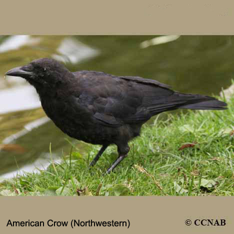 Birds of North America