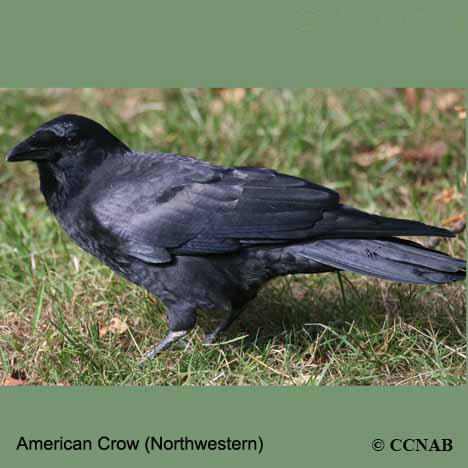 Birds of North America