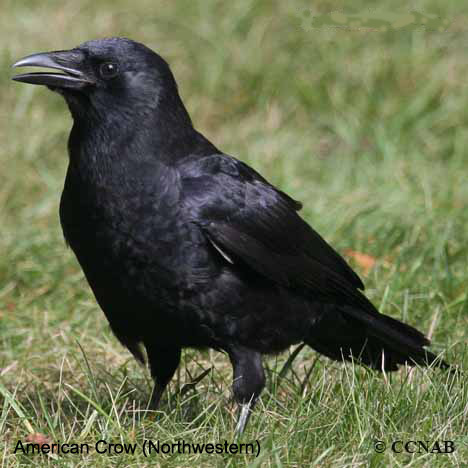 Birds of North America
