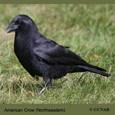 Birds of North America
