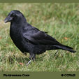 American Crow (Northwestern)(sub-species) range map