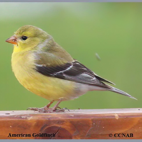 Birds of North America