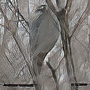 American Goshawk