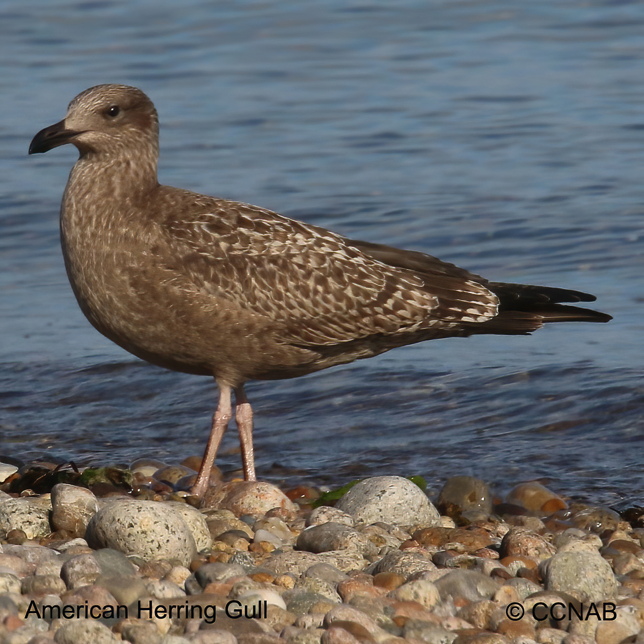 Birds of North America