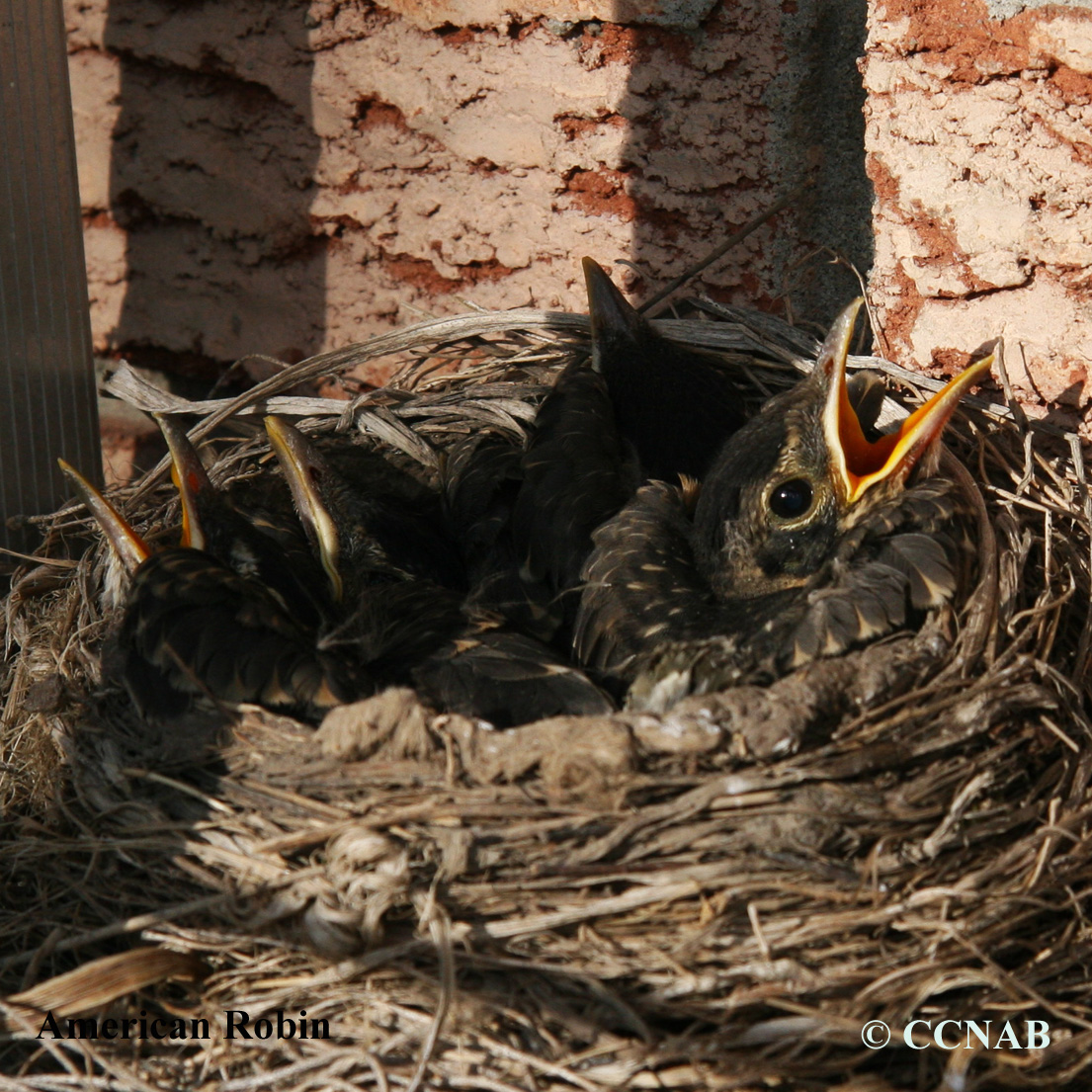 Birds of North America
