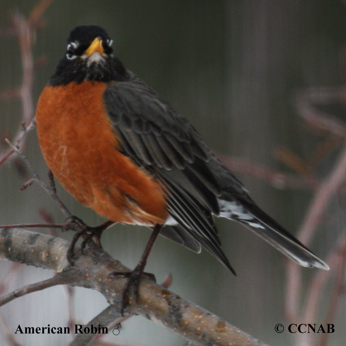 Birds of North America