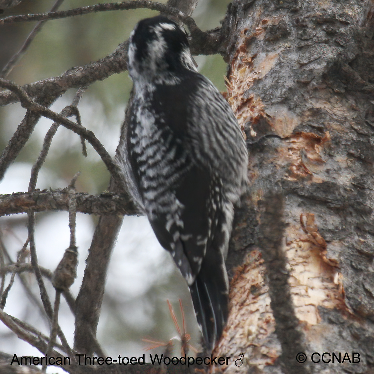 Birds of North America