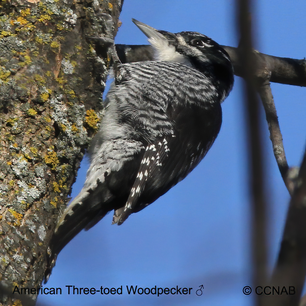 Birds of North America