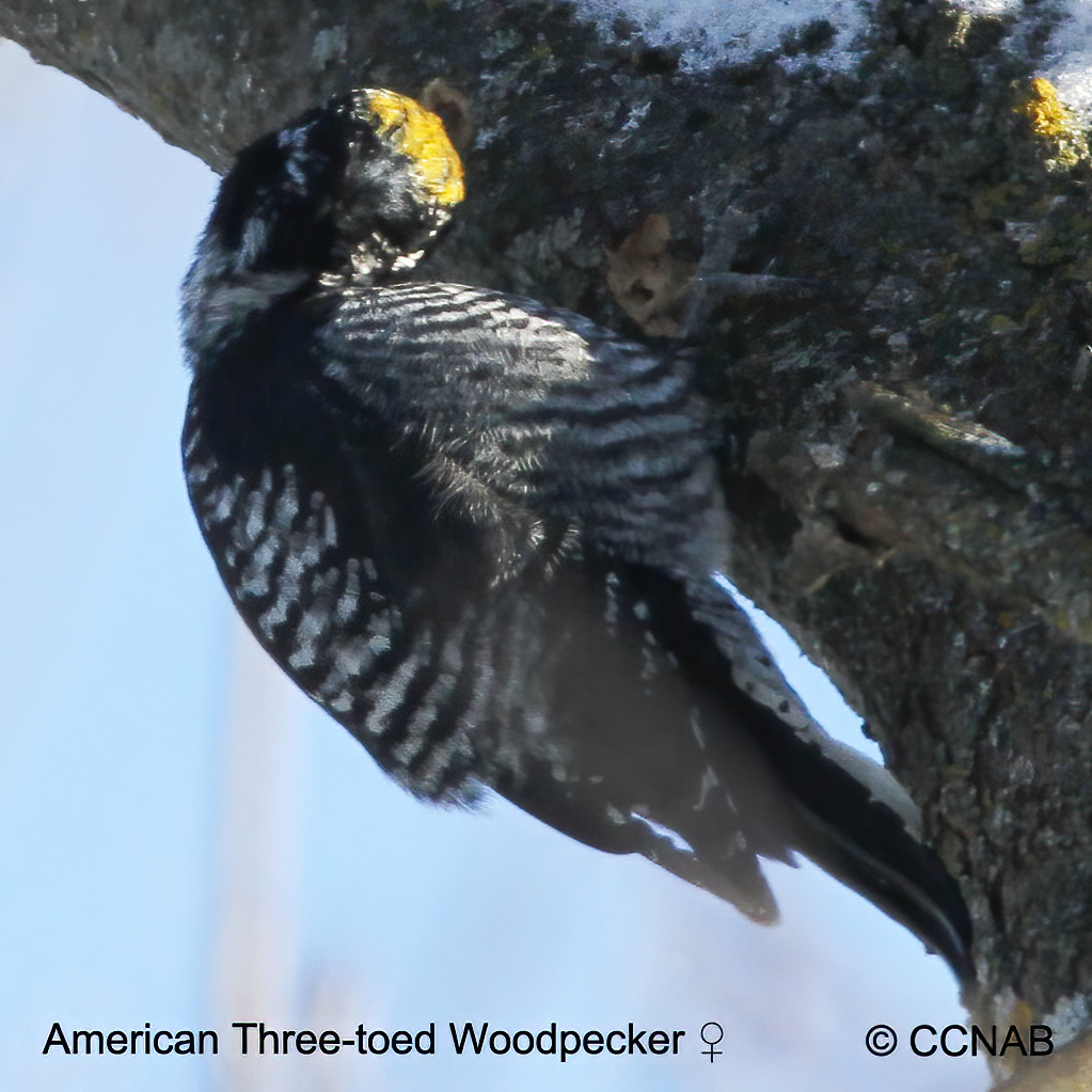 Birds of North America