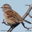 American Tree Sparrow songs and calls