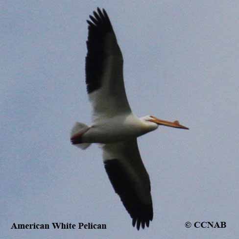 Birds of North America
