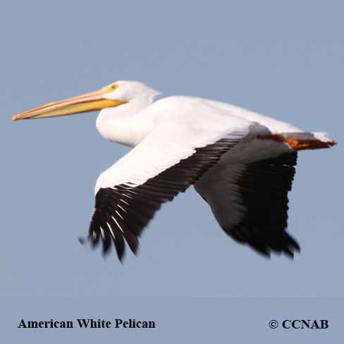 Birds of North America