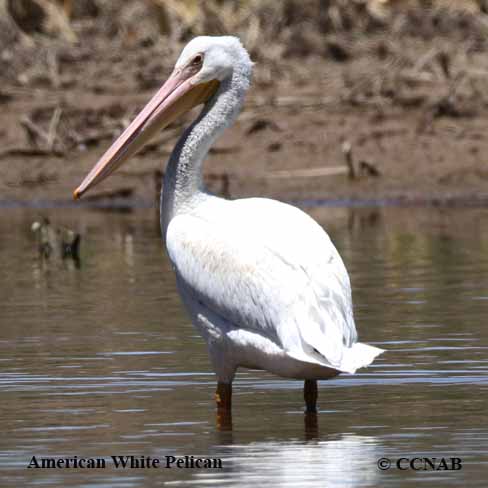 Birds of North America