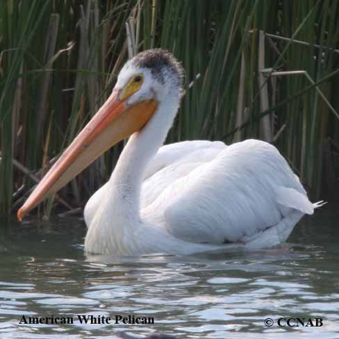 Birds of North America