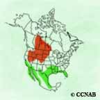 American White Pelican range map