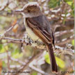 Ash-throated Flycatcher songs and calls