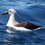 Atlantic Yellow-nosed Albatross