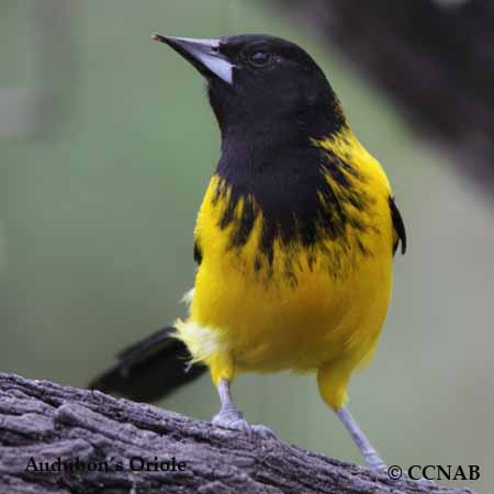 Birds of North America