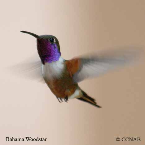 Birds of North America