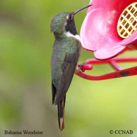 Birds of North America