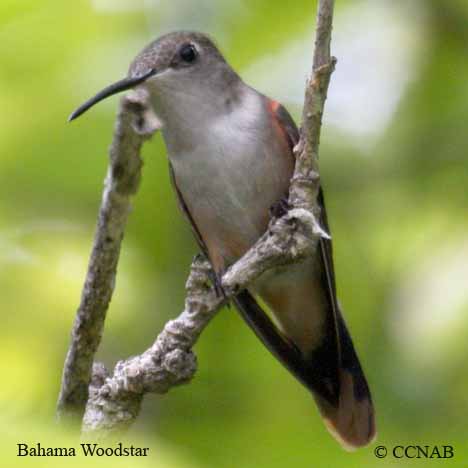 Birds of North America