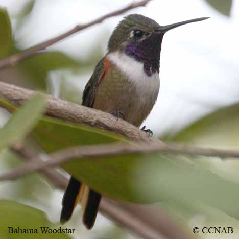 Birds of North America
