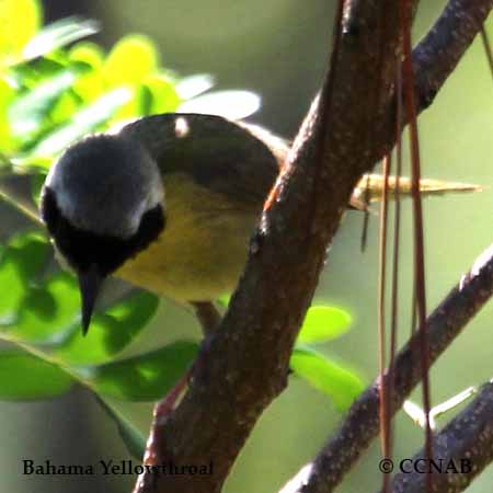 Birds of North America