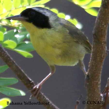 Birds of North America