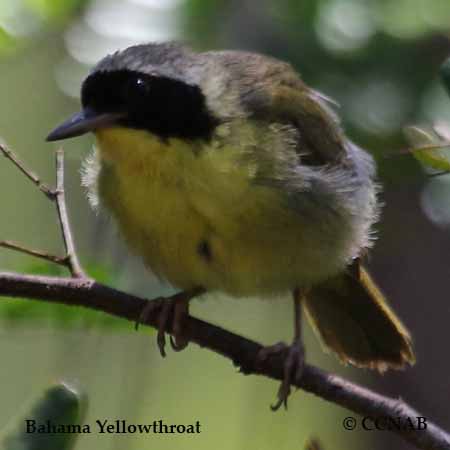 Birds of North America