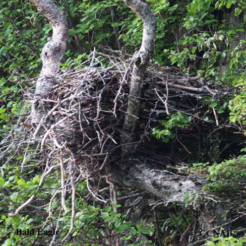 Birds of North America