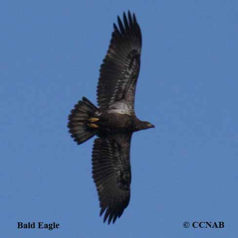 Birds of North America