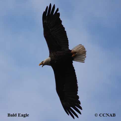 Birds of North America