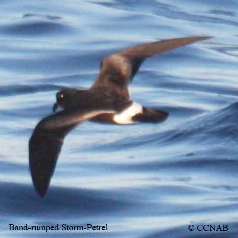 Birds of North America