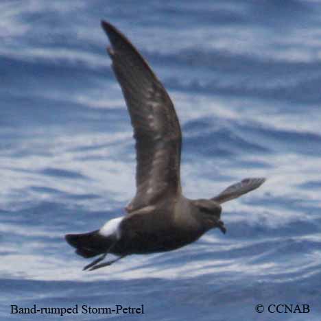 Birds of North America