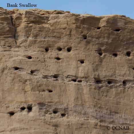 Birds of North America