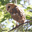 Barn Owl songs and calls
