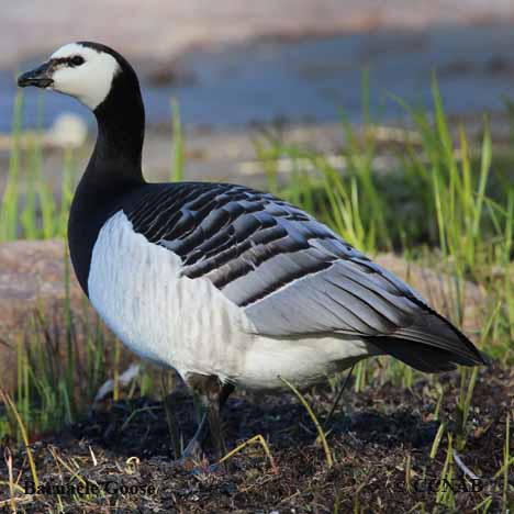 Birds of North America